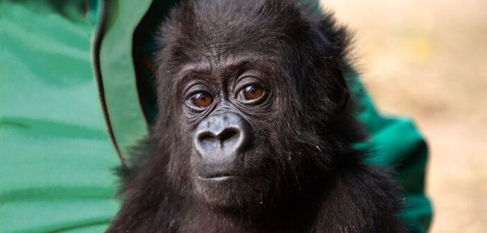 A close-up photo of a baby gorilla. Behind her is what looks to be a person in a green shirt.