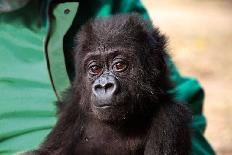 A close-up photo of a baby gorilla. Behind her is what looks to be a person in a green shirt.