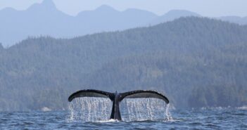 A whale's tail emerges from the water