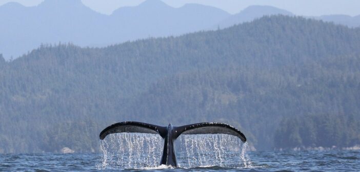 A whale's tail emerges from the water