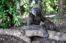 A chimpanzee (Wounda) sits alone, surrounded by greenery with her arm resting on a wood log.