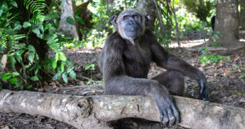 A Future of Hope: How Chimp Crazy Can Inspire Action for Primate Welfare A chimpanzee (Wounda) sits alone, surrounded by greenery with her arm resting on a wood log.