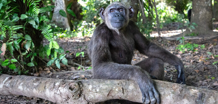 A chimpanzee (Wounda) sits alone, surrounded by greenery with her arm resting on a wood log.