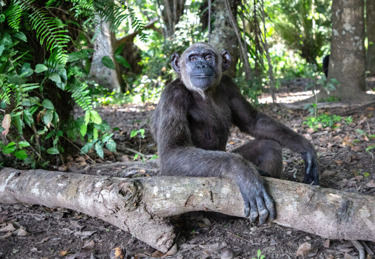 A Future of Hope: How Chimp Crazy Can Inspire Action for Primate Welfare A chimpanzee (Wounda) sits alone, surrounded by greenery with her arm resting on a wood log.