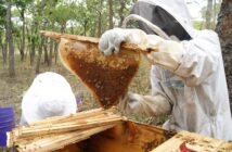 A photo of two people in beekeeper outfits standing outside next to a wooden box containing a bee hive. One of the people is pulling out a honey comb attached to a narrow piece of wood.