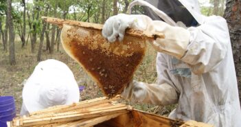 A photo of two people in beekeeper outfits standing outside next to a wooden box containing a bee hive. One of the people is pulling out a honey comb attached to a narrow piece of wood.