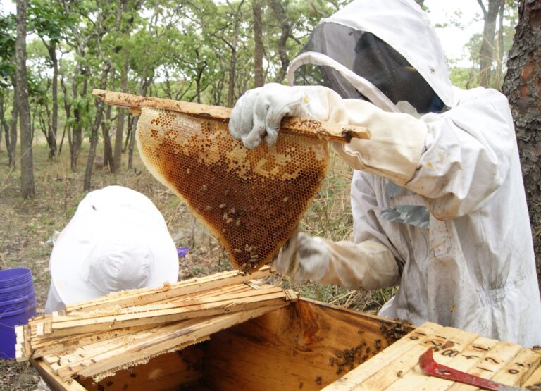 A photo of two people in beekeeper outfits standing outside next to a wooden box containing a bee hive. One of the people is pulling out a honey comb attached to a narrow piece of wood.