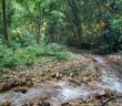 A stream in Gombe National Park. Photo by Jen Croft.