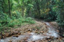 A stream in Gombe National Park. Photo by Jen Croft.