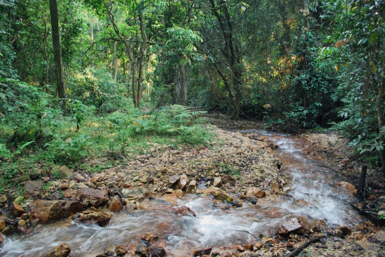 Dr. Jane Goodall’s 2025 Earth Day Message A stream in Gombe National Park. Photo by Jen Croft.