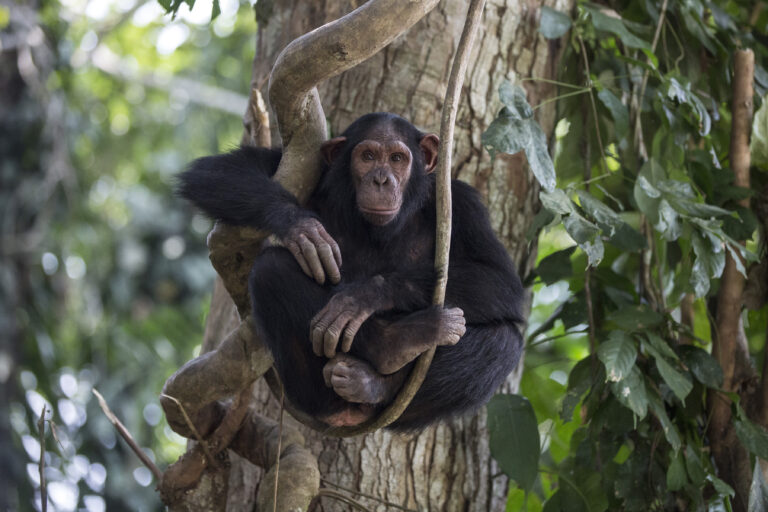 Inside Primate Welfare: The Science of Compassionate Care