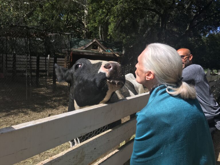 Jane Goodall: Farm Animals Are Sentient – and Often Sapient An older woman with light skin and a white, pulled back ponytail (Jane Goodall) greets a black-and-white cow on the other side of a white fence by blowing a kiss