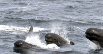 Long-finned pilot whales emerge from gray ocean water. Credit: Bill Thompson/USFWS