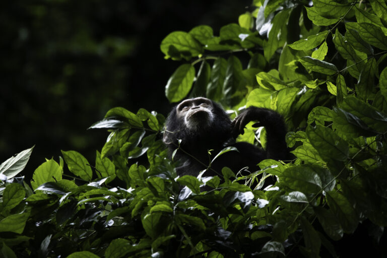 Uplifting News: World Wildlife Day 2026: A Unified Global Response to Wildlife Trafficking | A Story Worth Sharing